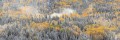autumn, fall, wind, winds, snow, pine, tree, tree, aspen, aspens, colorado, co, fresh, panorama, panoramic, pano photo