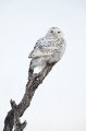 snow, ghost, snowy, owl, snowy owl, bubo scandiacus, horicon marsh, horicon, national wildlife refuge, wi wisconsin, win photo