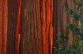 forest, titans, giant sequoia, sequoia, giant, sunset, red, bark, largest, tree, size, fires, die, old age, roots, gener photo
