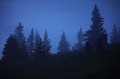 blue, dusk, pike national forest, colorado, co, boreas pass, breckenridge, clouds, fog, cloud, eerie, trees, tree, pine, photo