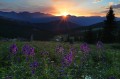 light, boreas pass, breckenridge, colorado, breck, boreas, pass, co, wildflowers, flowers, mountain, light, peak 8, peak photo