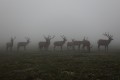 bull elk, bull, elk, rocky mountain national park, colorado, rocky mountain, rain, fog, trail ridge road, weather, antle photo