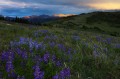 Summer sunset, summer, sunset, white river national forest, colorado, copper mountain, copper, colorado, ten mile range, photo