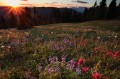 awakening, white river national forest, colorado, summer, rain, rockies, shrine ridge, mountains, summers, july, wildflo photo