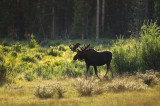 bull moose, bull, moose, alces alces, rocky mountain national park, colorado, summer, green photo
