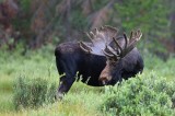 bull moose, moose, bull, alces alces, grand lake, colorado, antlers, velvet, green,  photo
