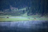 bull elk, bull, elk, rocky mountain national park, colorado, rocky mountain, lake, fog, photo