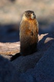 yellow bellied marmot, marmot. marmots, colorado. mt. evans, mt evans, mount evans,  photo