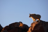 mountain goat, mountain, goat, mt evans, mt. evans, mount evans, evans, fourteener, summit,  photo
