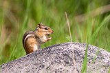 chipmunk, horicon marsh, horicon, wisconsin,  photo