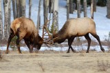 bull elk, bull, elk, cervus canadensis, rocky mountain national park, colorado, rocky mountain, fight, rut,  photo