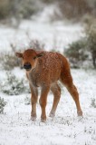 american bison, bison, baby, babies, grand teton national park, grand teton, tetons, wyoming,  photo