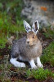 snowshoe hare, hare, snowshoe, snow shoe, snow, bunny, rabbit, hares, rabbits, bunnies, mt. evans, colorado. mount evans photo