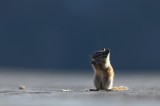 chipmunk, mt evans, colorado, mount evans, mt. evans, moun, evans,  photo