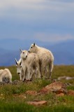 mountain goat, goat, goats, mountain, mt evans, colorado, mount evans, evans, mt., kids, babies, baby photo