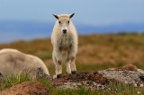 mountain goat, mountain goats, goat, goats, mt evans, mt. evans, mount evans, evans, colorado,  photo