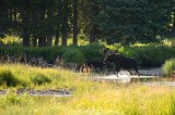 bull moose, moose, bull, rocky mountain national park, colorado river, colorado, river, kawuneeche valley,  photo