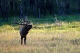bull elk, bull, elk, bugle, bugling, rocky mountain national park, colorado, rocky mountain, fall, autumn,  photo