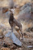 bighorn sheep, bighorn, sheep, bighorns, lamb, baby, georgetown, colorado, young photo