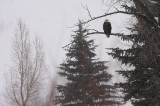 bald eagle, summit county, colorado, blue river, snowstorm, blizzard, winter,  photo