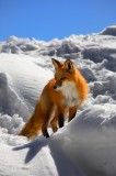 winter, fox, Vulpes vulpes, keystone, colorado, den, snow, snowy, rays, sun, warm, winter, fox, creatures, 0296, foxes photo