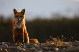 0315, the vixen, vixen, red fox, red, fox, foxes, vulpes vulpes, vulpes, breckenridge colorado, breckenridge, colorado,  photo
