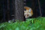 0349, the forest fox, the, forest, fox, red fox, red, fox, boreas pass colorado, boreas pass, boreas, pass, colorado, fo photo