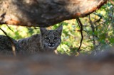 bobcat, lynx rufus, lynx, san juan mountains, colorado, bobcats, cats, cat photo