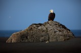 Horizontal, bird, birds, avian, wild life, wildlife, wild, animal, animals, feathers, horizontal bird, horizontal wild l photo