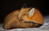 Grey Wolf ~ Red Fox ~ Coyote photo