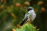 broad-tailed hummingbird, hummingbird, colorado, co, estes park, shrill, bird, perched,  photo
