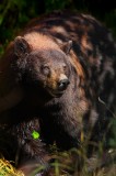 light, american black bear, black bear, bear, black, brown, grand teton national park, wyoming, teton, tetons, ursus ame photo
