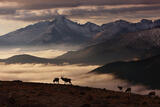 Moose ~ Elk ~ Deer ~ Pronghorn photo
