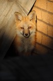 red fox, fox, kit, baby, animal, animals, den, wild animals, wild animal, wild, breckenridge, colorado,  photo
