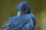 Trip Report: Ding Darling NWR - Sanibel IS, Florida