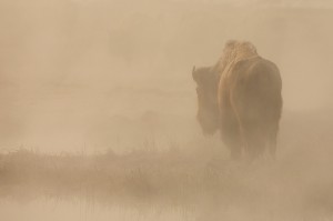 Wildlife photo