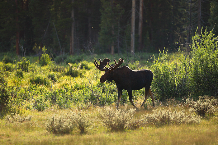 bull moose, bull, moose, alces alces, rocky mountain national park, colorado, summer, green photo