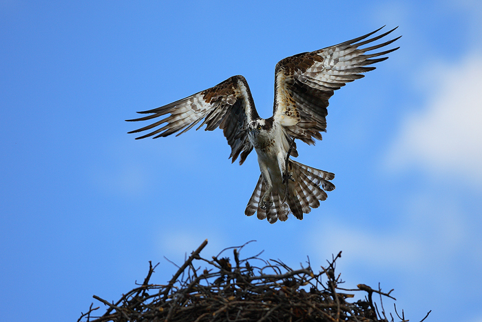 osprey, pandion haliaetus, colorado, nest, wings, fly, arched, photo