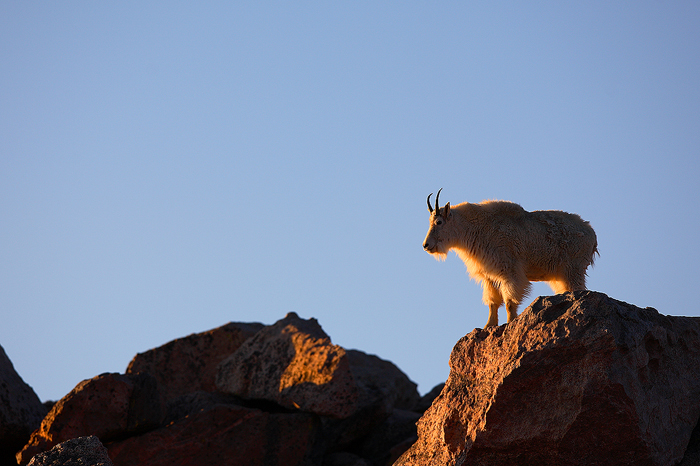 mountain goat, mountain, goat, mt evans, mt. evans, mount evans, evans, fourteener, summit,  photo