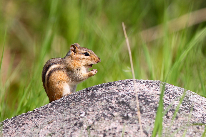 chipmunk, horicon marsh, horicon, wisconsin,  photo