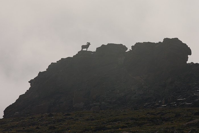 bighorn sheep, bighorn, sheep, rocky mountain national park, colorado, rocky mountain, ovis canadensis, ram, rams,  photo