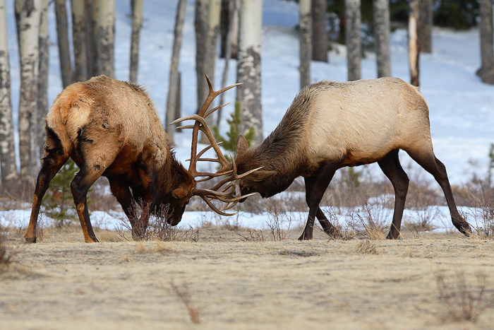 bull elk, bull, elk, cervus canadensis, rocky mountain national park, colorado, rocky mountain, fight, rut,  photo