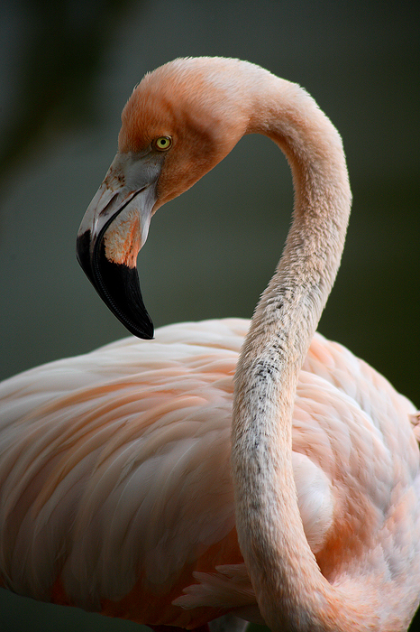 flamingo, dominican republic, dominican, bird, pink,  photo