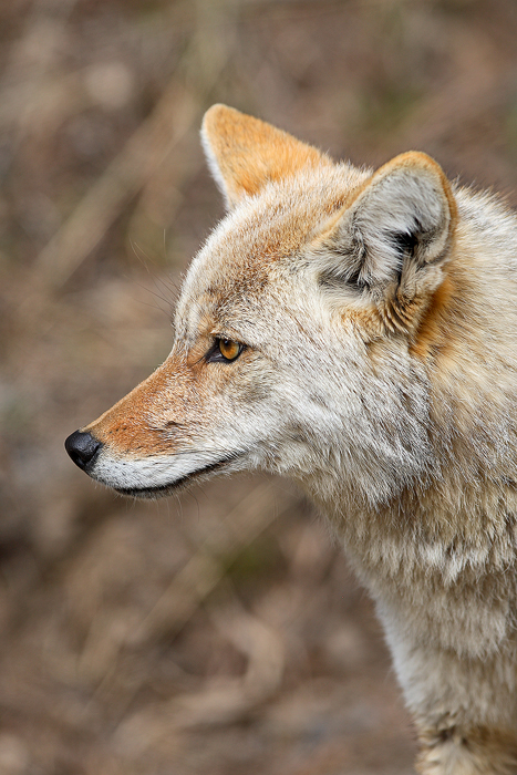 0119_Coyote_Profile_Nate_Zeman.jpg