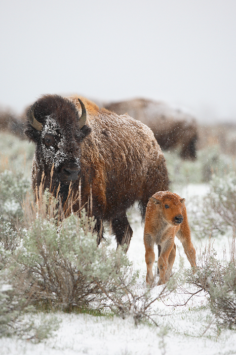 american bison, bison, bufallo, baby, babies, grand teton national park, grand tetons, grand teton, teton, tetons photo