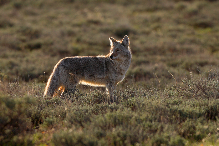 0128, sagebrush coyote, sagebrush, coyote, coyotes, canis latrans, canis, latrans, grand teton national park, grand, tet photo