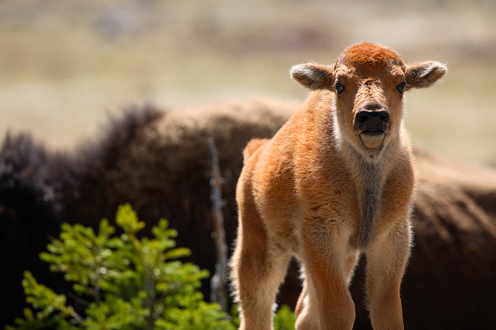 american bison, bison, buffalo, baby, yellowstone national park, wyoming, yellowstone, young, babies,  photo