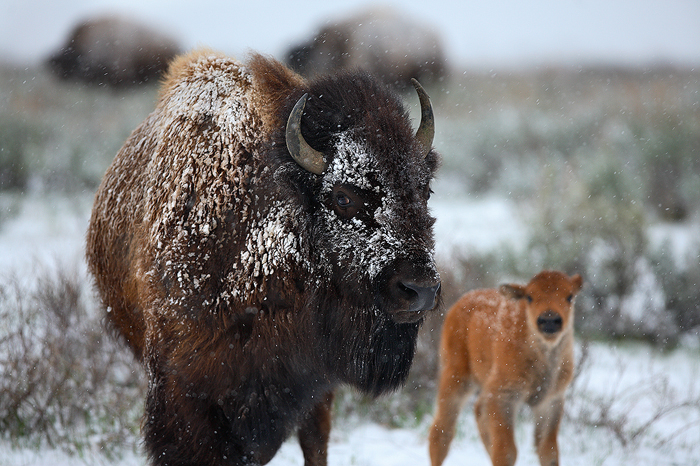 american bison, bison, grand teton national park, wyoming, grand teton, tetons, baby, mother, mom,  photo