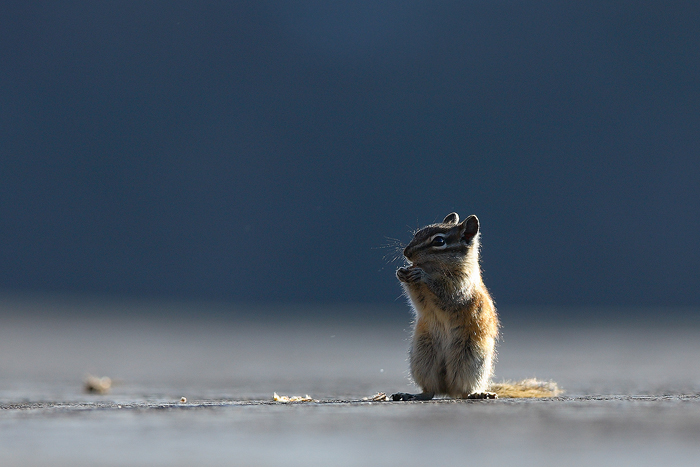 chipmunk, mt evans, colorado, mount evans, mt. evans, moun, evans,  photo