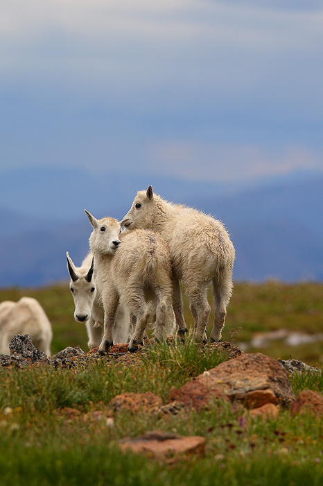 mountain goat, goat, goats, mountain, mt evans, colorado, mount evans, evans, mt., kids, babies, baby photo